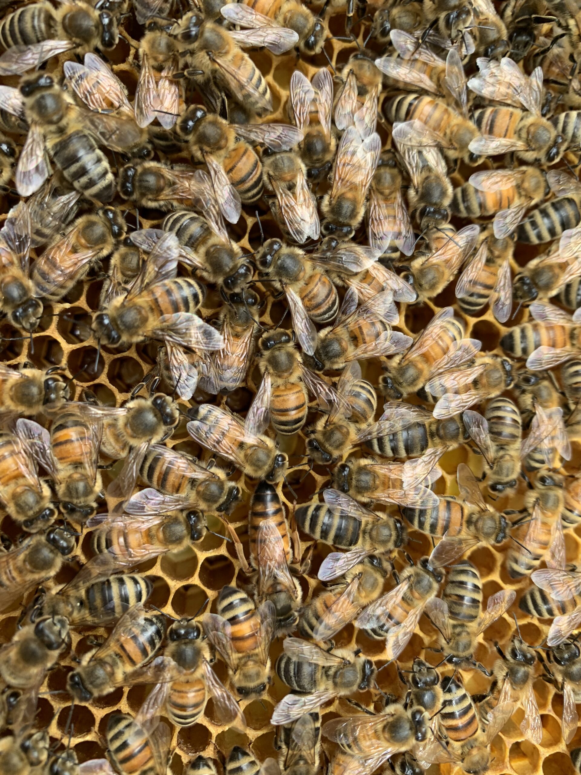 Thanks Pa, for getting me into beekeeping, and giving me my first hive.