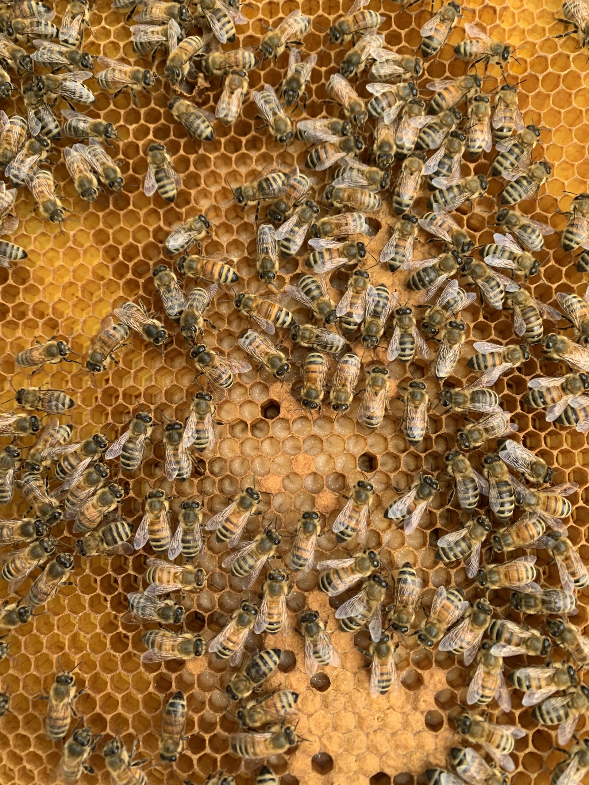 How to Save a Hive with a Laying Worker