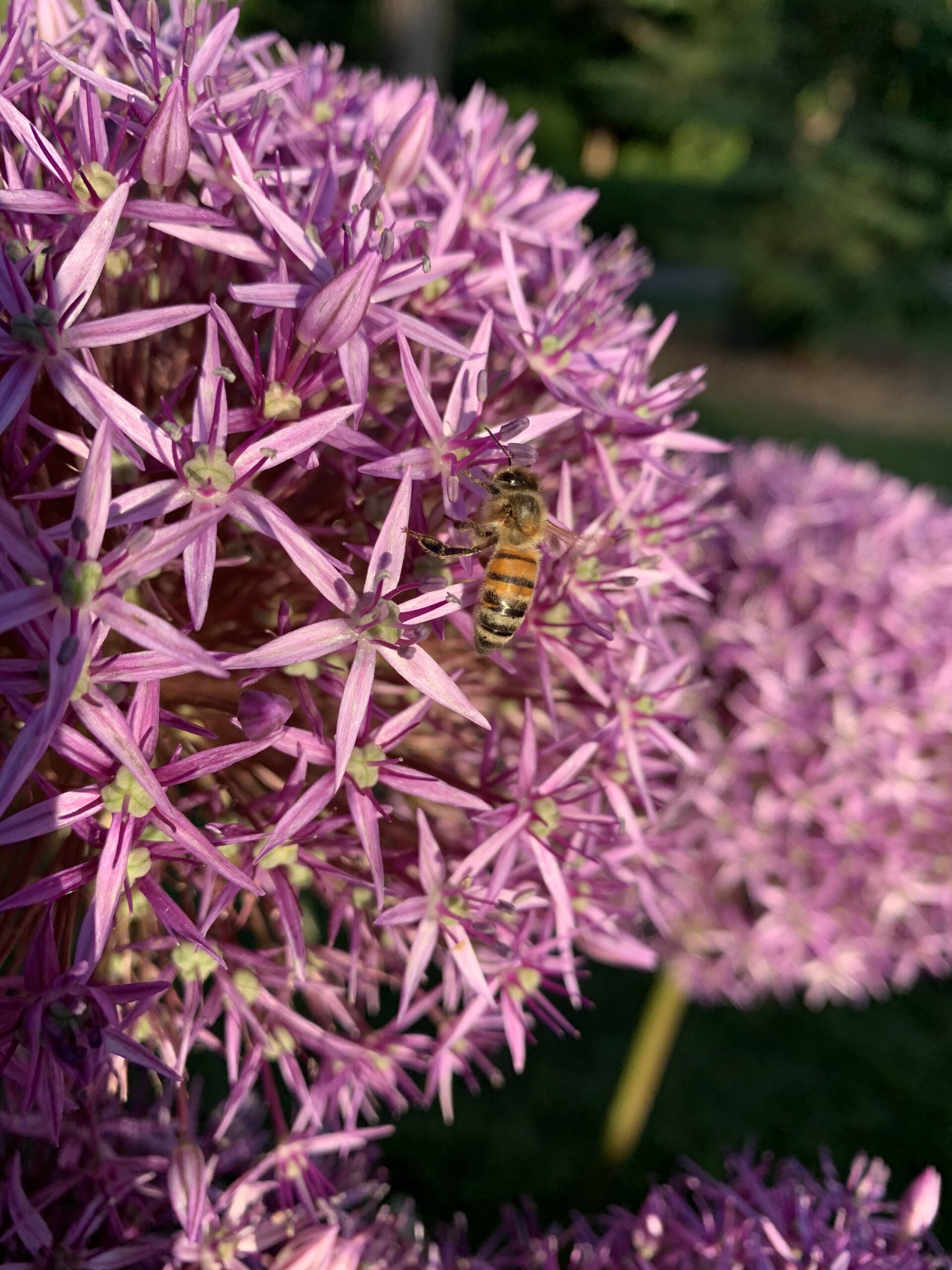 Recognize a Queenless Colony Before It Is Too Late!