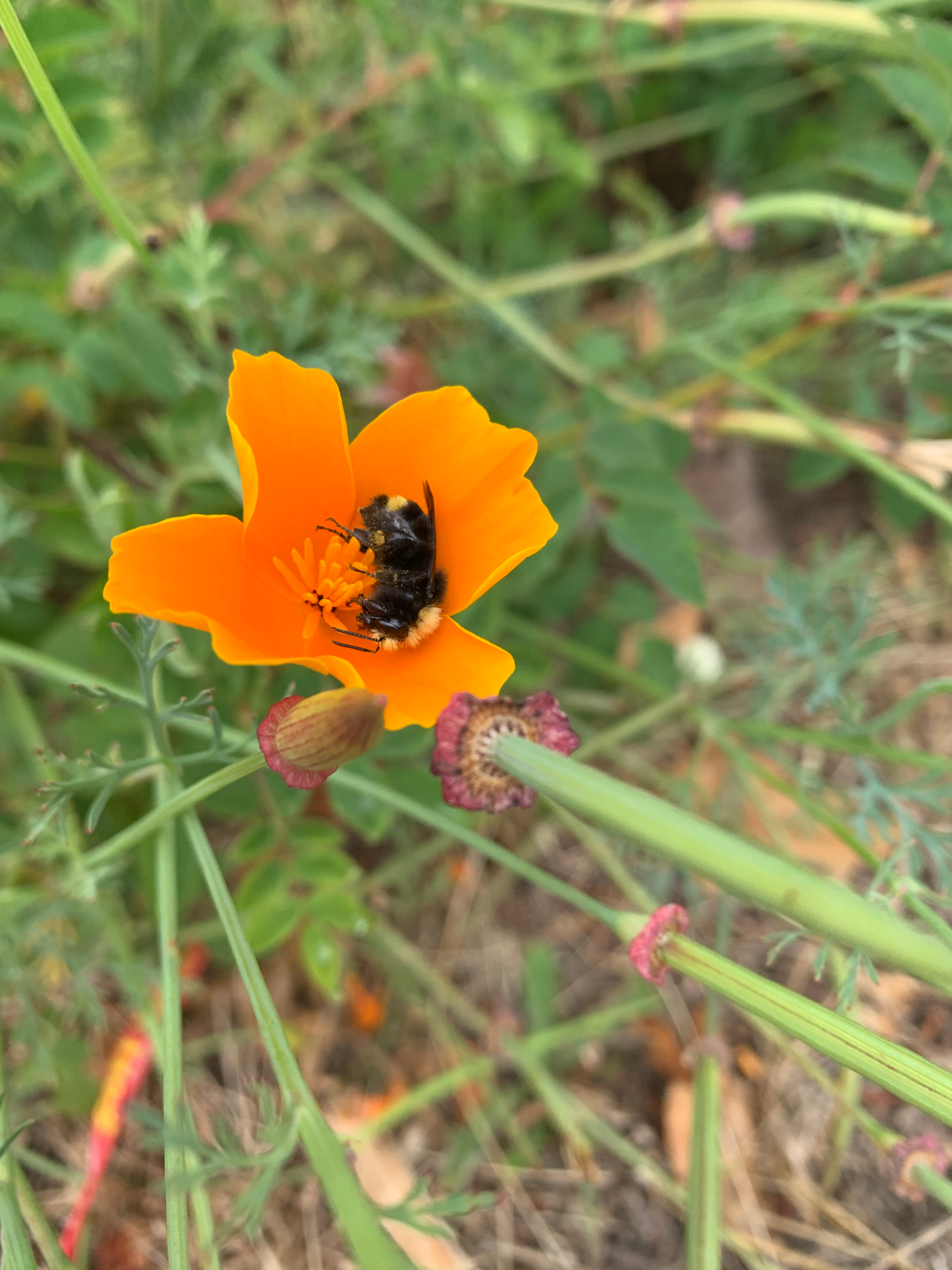 Unique Challenges Female Beekeepers Face