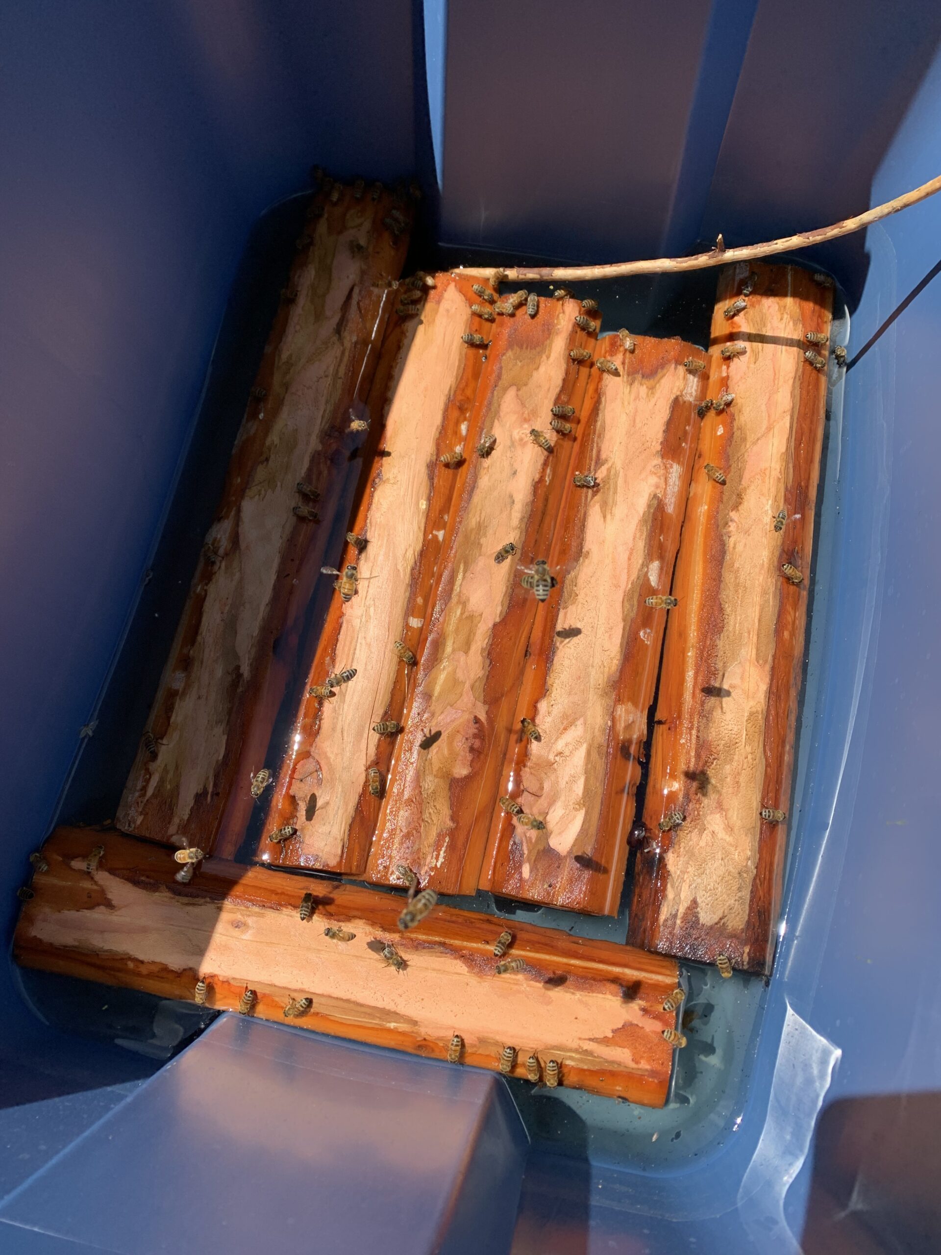 Keeping your bees while on vacation