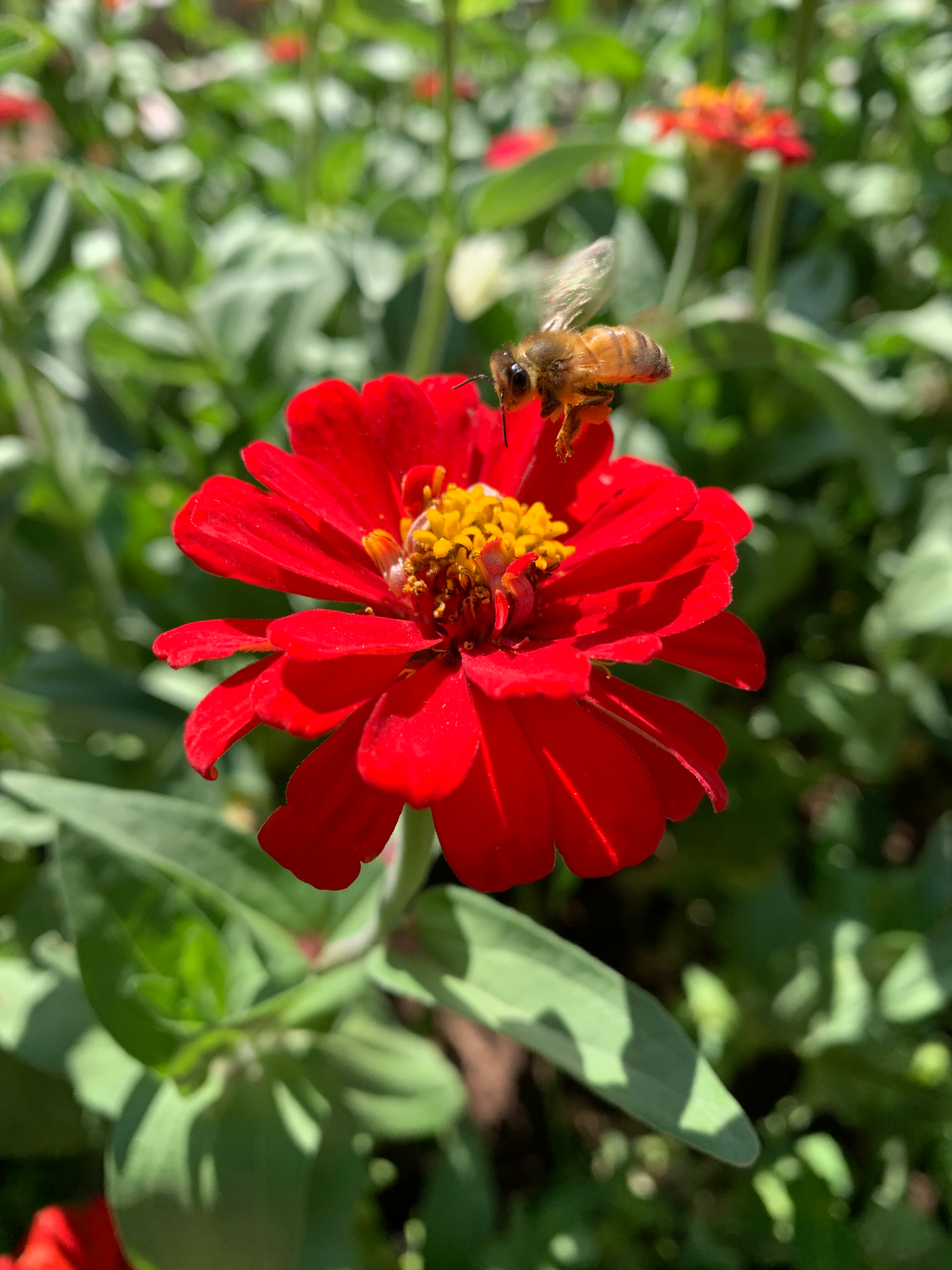 Rookie Beekeeping Mistakes- What I wish I had known